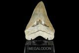 Serrated, Megalodon Tooth - Aurora, North Carolina #134275-1
